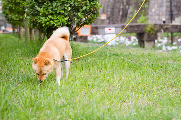 ペットのお世話・ペット探し